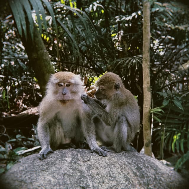 Two monkeys sitting on a rock in a forest, one with its arm around the other