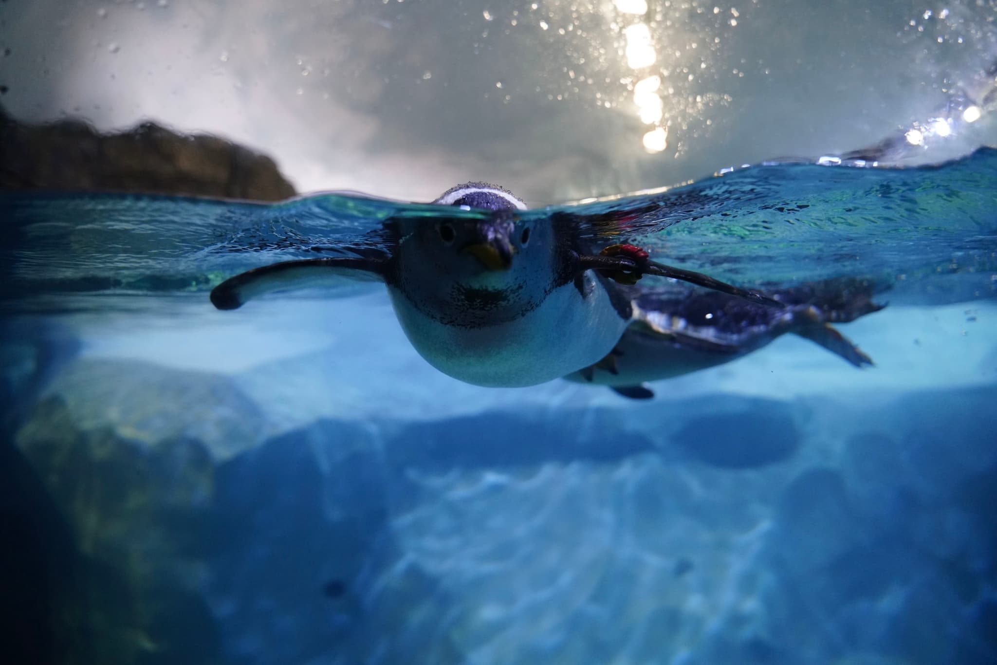 A penguin swimming underwater, captured in motion with a view of the water surface and sky in the background