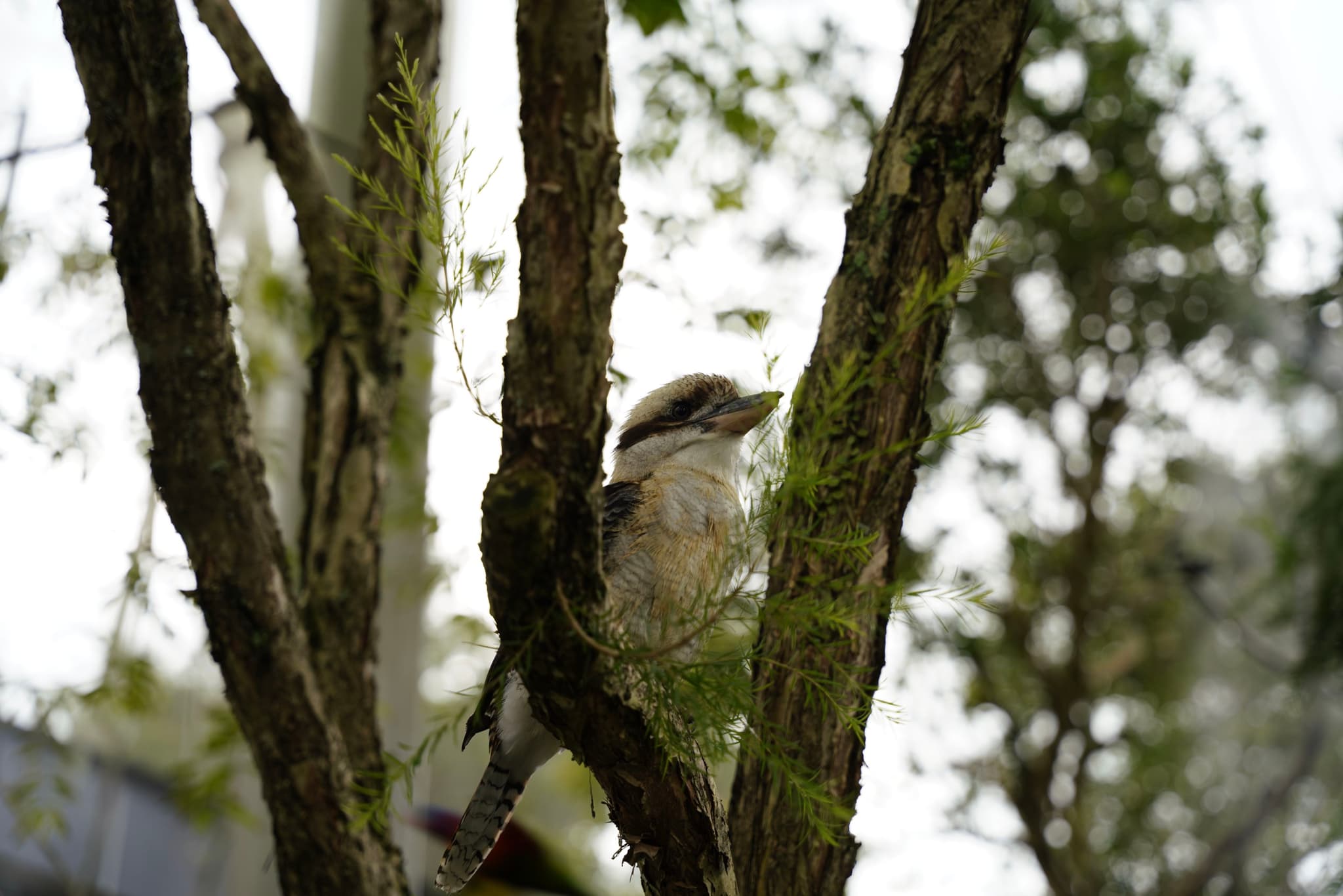 A bird perched on a moss-covered tree branch in a natural environment