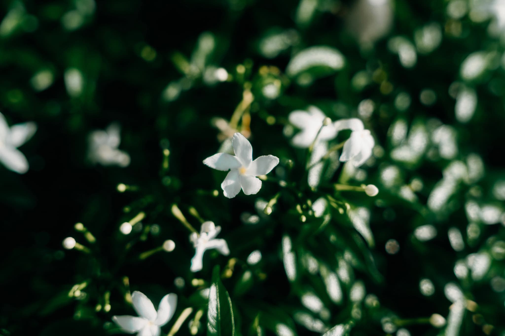 A close-up of a white flower with four petals surrounded by lush greenery and other similar flowers, all softly lit