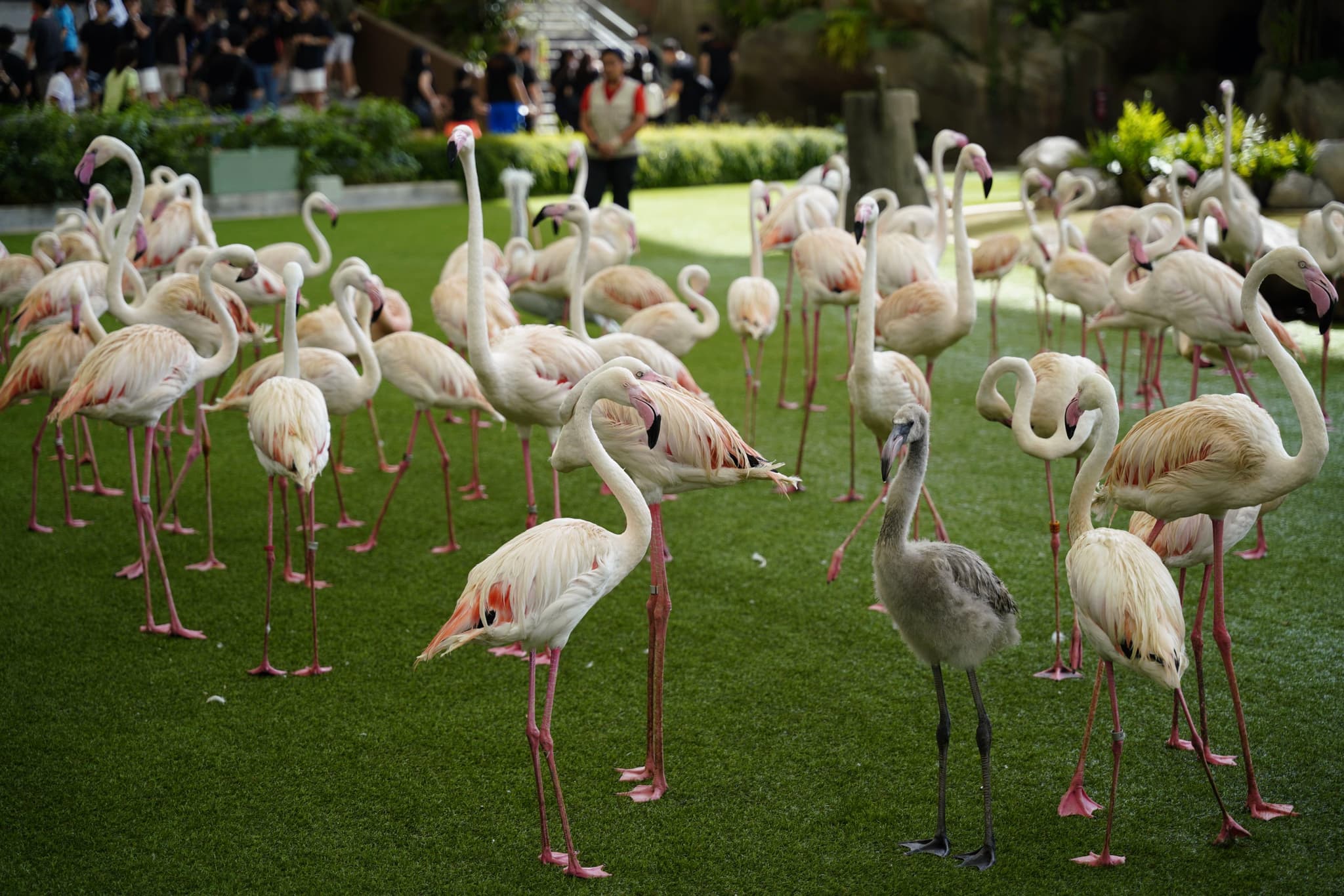 A flock of flamingos is gathered on grass, with several birds looking directly at the camera, while others are preening or resting. In the background, there are blurred figures of people potentially observing the birds