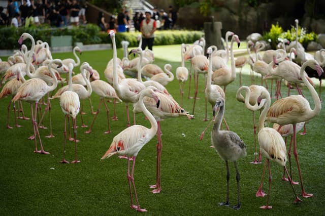 A flock of flamingos is gathered on grass, with several birds looking directly at the camera, while others are preening or resting. In the background, there are blurred figures of people potentially observing the birds
