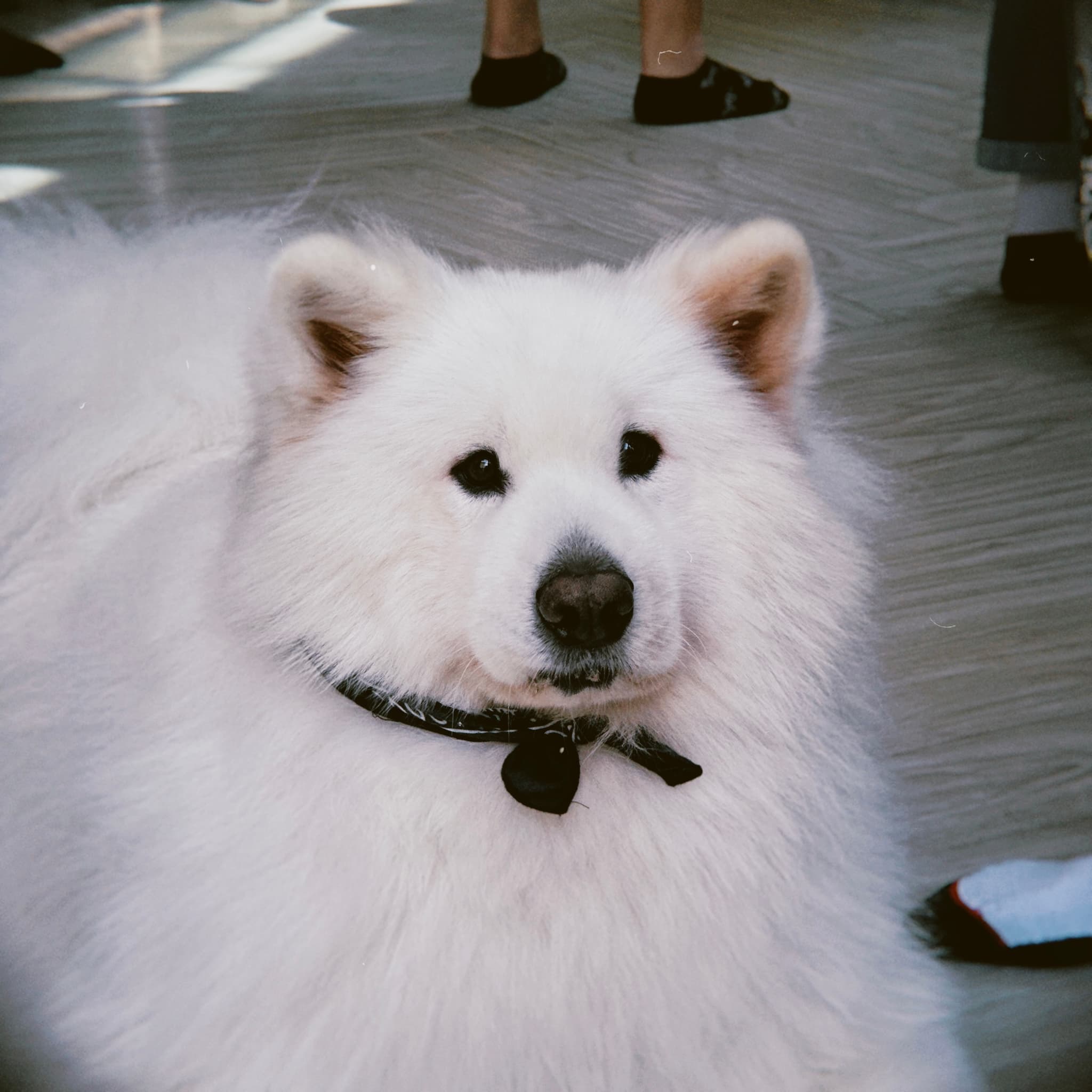 A white dog with a black bow tie collar sits on a wooden floor, looking directly at the camera with its ears perked up, while the legs of people standing in the background are visible