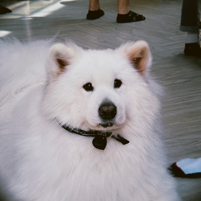 A white dog with a black bow tie collar sits on a wooden floor, looking directly at the camera with its ears perked up, while the legs of people standing in the background are visible