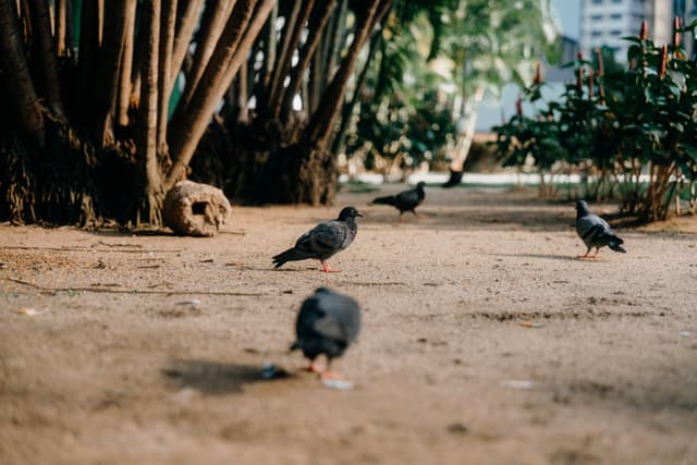 Four pigeons standing on sandy ground with tree trunks and foliage in the background