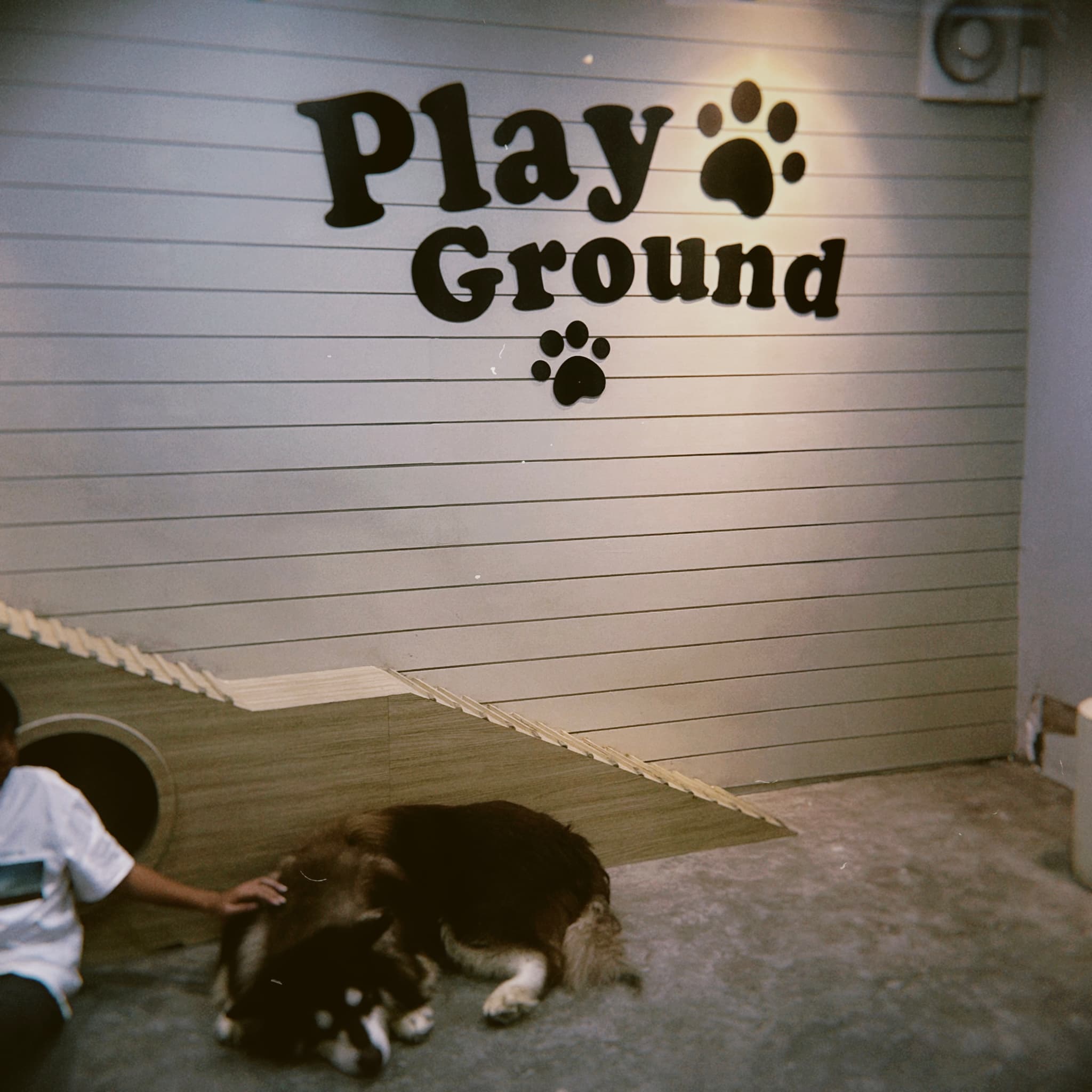 A child pets two brown and black puppies on a gray carpet in front of a white wall with a sign reading Play Ground and two paw prints